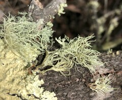 Usnea inermis