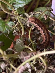 Pyrausta californicalis