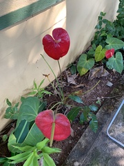Anthurium andraeanum