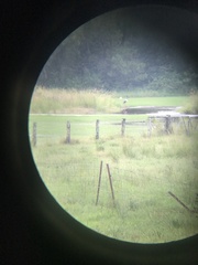 Ephippiorhynchus asiaticus