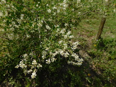 Aloysia decipiens