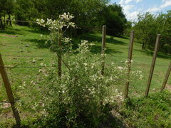 Aloysia decipiens