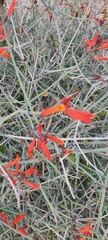 Justicia californica