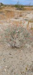 Justicia californica