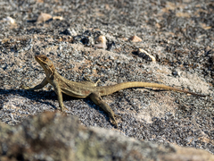 Oplurus quadrimaculatus