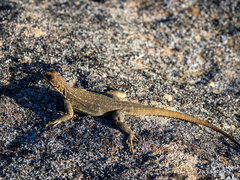 Oplurus quadrimaculatus
