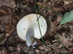 Russula ochroleucoides
