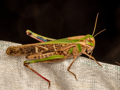 Locusta