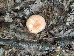 Russula ochroleucoides