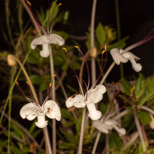 Rotheca microphylla image