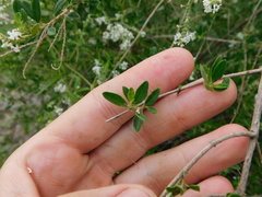 Aloysia decipiens