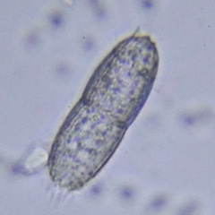 Colepidae