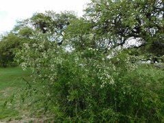 Aloysia decipiens