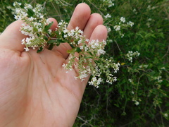 Aloysia decipiens
