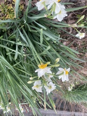 Narcissus