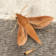 Hippotion batschii