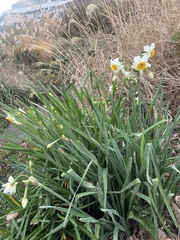 Narcissus