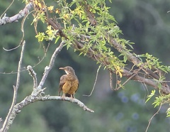 Turdus olivaceus