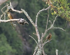 Turdus olivaceus