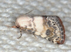 Eublemma scitula