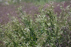 Angelica kingii