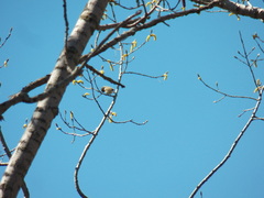 Vireonidae