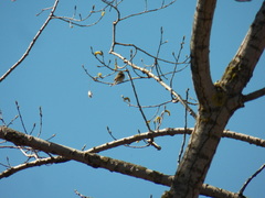 Vireonidae