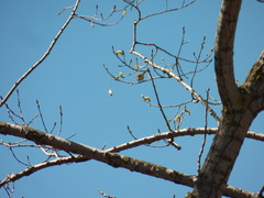 Vireonidae