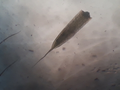 Conostomum pentastichum