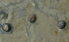 Amphibola crenata