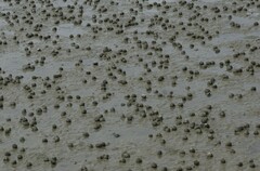 Amphibola crenata