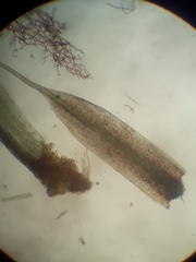 Conostomum pentastichum