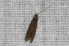 Annulipalpia