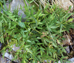 Angelica kingii