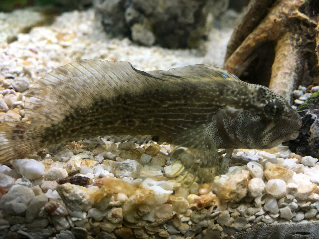 Striped Blenny
