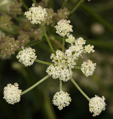 Angelica kingii