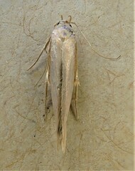 Stathmopoda horticola