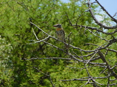Nystalus maculatus