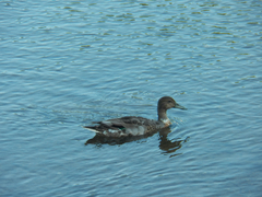 Anas platyrhynchos × acuta