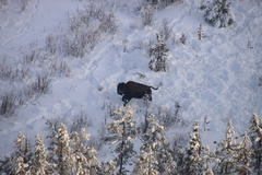 Bison bison athabascae