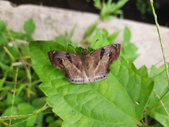 Odontoptilum angulata
