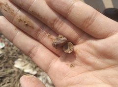 Cyclophorus martensianus
