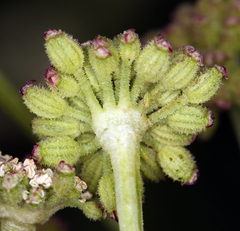 Angelica kingii