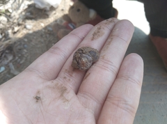 Cyclophorus martensianus