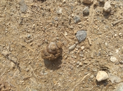Cyclophorus martensianus