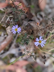 Brachyscome multifida