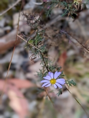 Brachyscome multifida