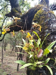 Oncidium reflexum