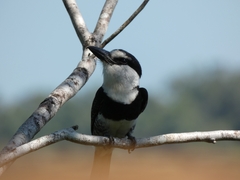 Notharchus hyperrhynchus
