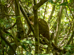 Eulemur rufifrons